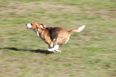Yavru köpeği yakından çek. Şirin köpeğin stüdyo fotoğrafı.
