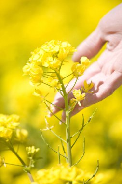 Bir tarlada sarı çiçeklerle 