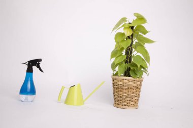 Fıskiye, sulama kutusu ve beyaz arka planda saksı bitkisi.