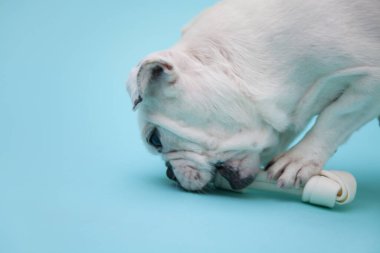 Yavru köpeği yakından çek. Şirin köpeğin stüdyo fotoğrafı.