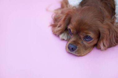 Yavru köpeği yakından çek. Şirin köpeğin stüdyo fotoğrafı.