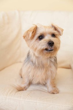 Yavru köpeği yakından çek. Şirin köpeğin stüdyo fotoğrafı.