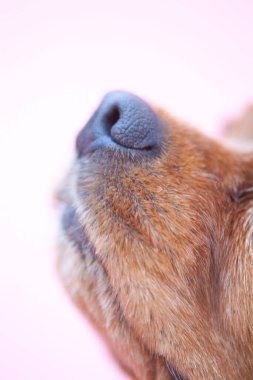 Pembe arka planda köpek yavrusu.