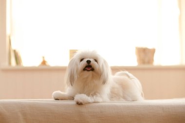 Beyaz shih tzu köpeği evdeki kanepede