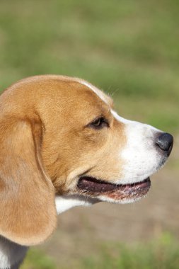 Yavru köpeği yakından çek. Şirin köpeğin stüdyo fotoğrafı.