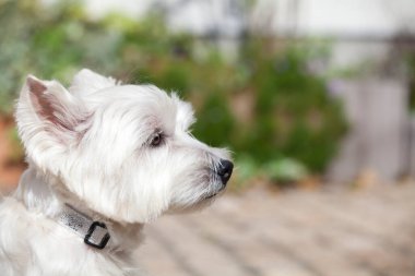 Batı Highland beyaz teriyerinin yakın çekimi.
