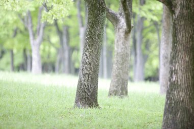 Parktaki güzel bahar manzarası
