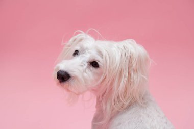 Yavru köpeği yakından çek. Şirin köpeğin stüdyo fotoğrafı.