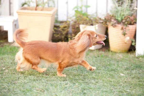 Крупный План Милой Коричневой Собаки Играющей Зеленой Траве — стоковое фото