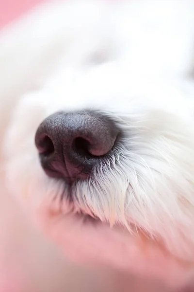 Στενή Άποψη Του Ρύγχος Σκύλου Λευκή Γούνα — Φωτογραφία Αρχείου