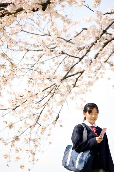 Retrato Bela Bonito Japonês Estudante Posando Sobre Florescendo Sakura Árvore — Fotografia de Stock