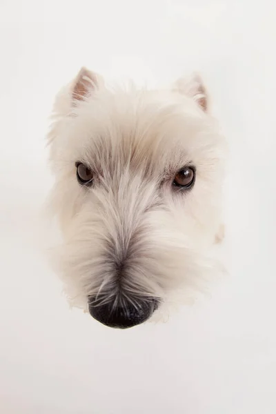 Κοντινό Πλάνο Του Χαριτωμένο West Highland Λευκό Terrier — Φωτογραφία Αρχείου