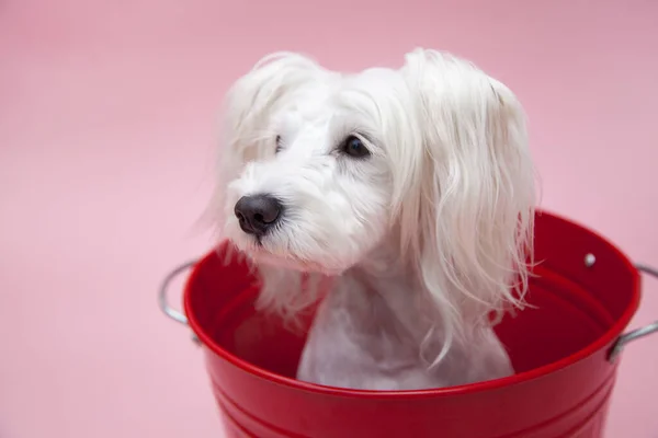 可爱的小白狗坐在红桶里 — 图库照片