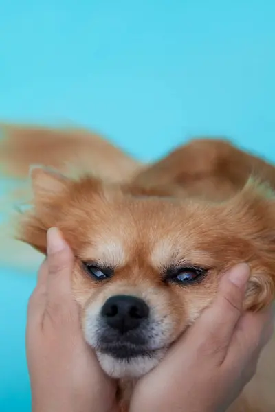 Крупный План Маленького Щенка Студийный Снимок Милой Собаки — стоковое фото