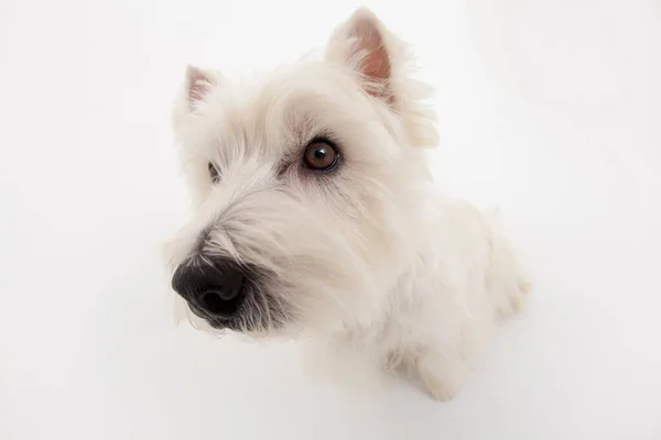 Κοντινό Πλάνο Του Χαριτωμένο West Highland Λευκό Terrier — Φωτογραφία Αρχείου