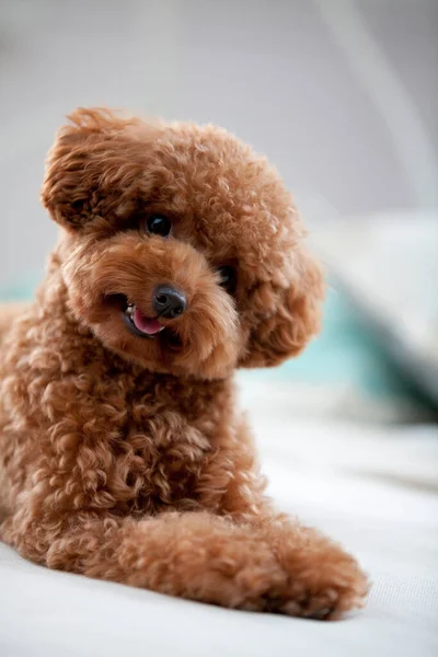 Closeup Shot Little Puppy Studio Shot Cute Dog — Stock Photo, Image