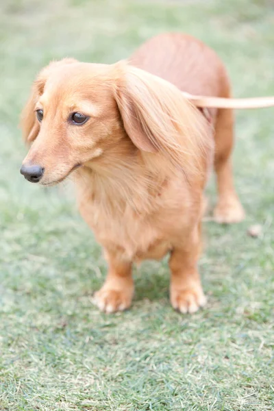Zbliżenie Strzał Piękny Słodkie Brązowy Pies Spacery Zielony Trawa — Zdjęcie stockowe