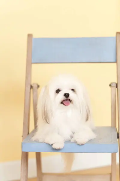 Λευκό Σκυλί Shih Tzu Στην Καρέκλα — Φωτογραφία Αρχείου