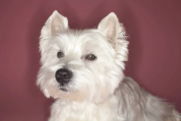 Closeup Shot Cute West Highland White Terrier — Stock Photo, Image