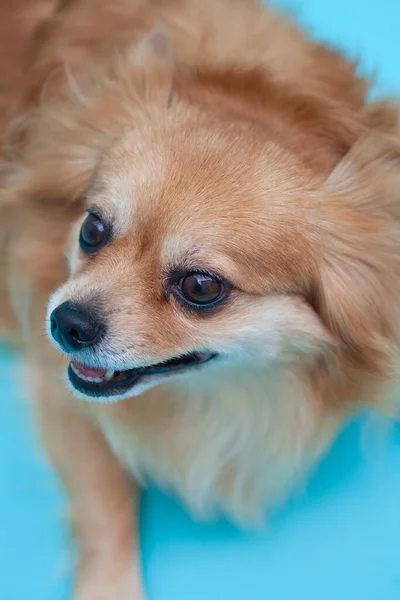 Studio Portrait Cute Little Dog Blue Background — Stock Photo, Image