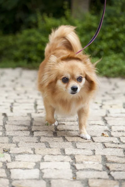 Cute Little Dog Leash Street — Stock Photo, Image