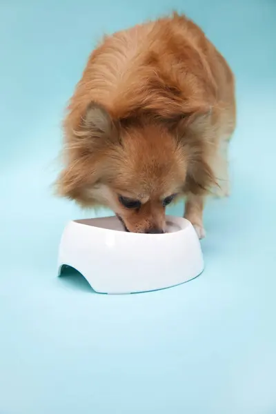 Στούντιο Πορτρέτο Του Χαριτωμένο Μικρό Σκυλί Τρώει Από Μπολ Μπλε — Φωτογραφία Αρχείου