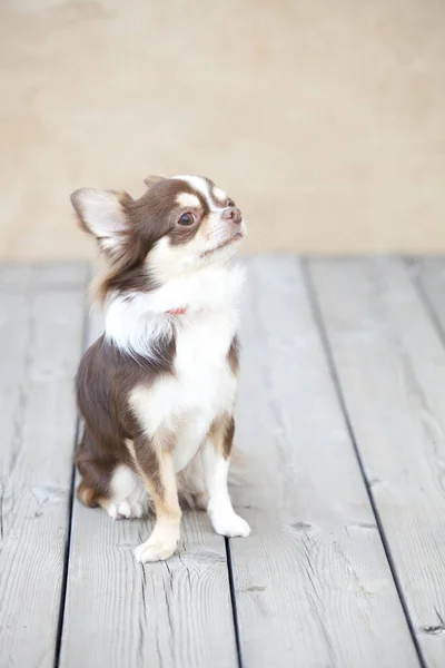 Chihuahua Suelo Madera — Foto de Stock