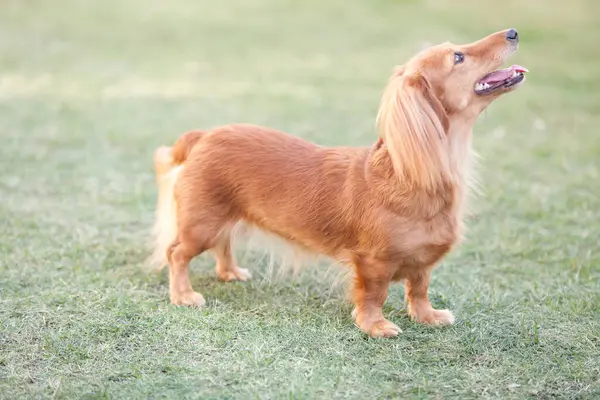 Zbliżenie Strzał Piękny Słodkie Brązowy Pies Spacery Zielony Trawa — Zdjęcie stockowe