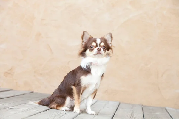 Pequeno Chihuahua Chão Madeira — Fotografia de Stock