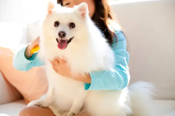 Portrait Adorable Happy Japanese Girl Her Puppy — Stock Photo, Image
