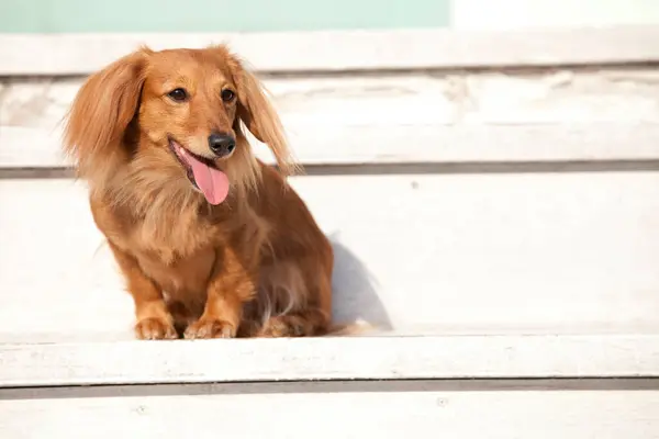 Close Shot Lovely Cute Brown Dog Wooden Steps — Stock Photo, Image