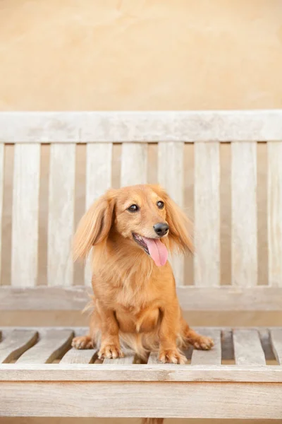 Κοντινό Πλάνο Ενός Χαριτωμένου Καφέ Σκύλου Που Κάθεται Ξύλινο Παγκάκι — Φωτογραφία Αρχείου