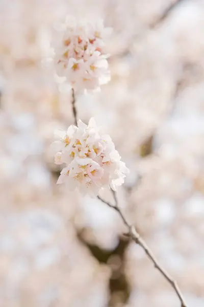Flor Cereja Jardim Primavera — Fotografia de Stock