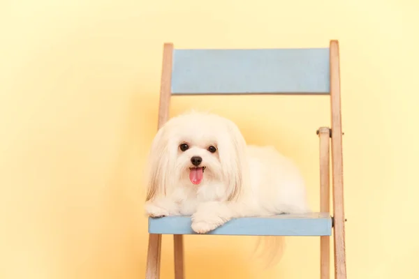 Λευκό Σκυλί Shih Tzu Στην Καρέκλα — Φωτογραφία Αρχείου