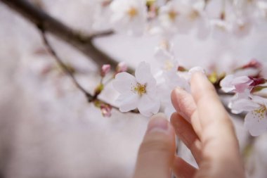 Kadın eli kiraz çiçeğine ulaşıyor.