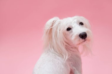 Yavru köpeği yakından çek. Şirin köpeğin stüdyo fotoğrafı.