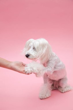 Yavru köpeği yakından çek. Şirin köpeğin stüdyo fotoğrafı.