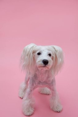 Yavru köpeği yakından çek. Şirin köpeğin stüdyo fotoğrafı.