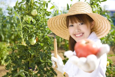 Mutlu genç Asyalı kadın sebze bahçesinde domates topluyor.