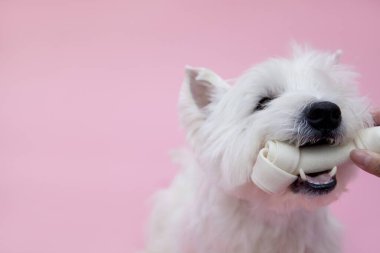 Batı Highland Beyaz Teriyeri