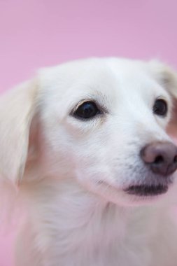 Yavru köpeği yakından çek. Şirin köpeğin stüdyo fotoğrafı.