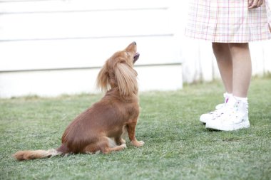 Küçük tatlı kız parkta küçük bir köpekle oynuyor, yakın plan. 