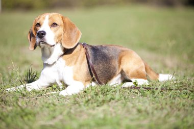 Yavru köpeği yakından çek. Şirin köpeğin stüdyo fotoğrafı.