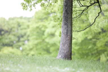 Yaz parkında ağaçlar