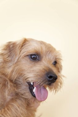 Yavru köpeği yakından çek. Şirin köpeğin stüdyo fotoğrafı.