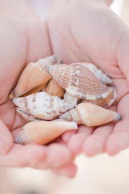 Sahilde deniz kabukları olan kadın elleri