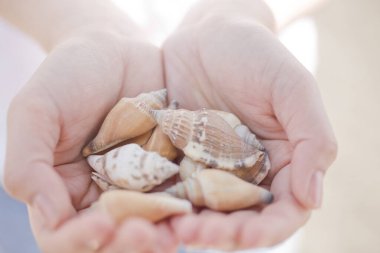Sahilde deniz kabukları olan kadın elleri
