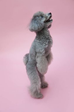 Yavru köpeği yakından çek. Şirin köpeğin stüdyo fotoğrafı.