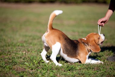 Çimlerde köpek yavrusu