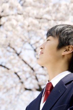 Asyalı genç adam parkta kiraz çiçeklerinin tadını çıkarıyor.